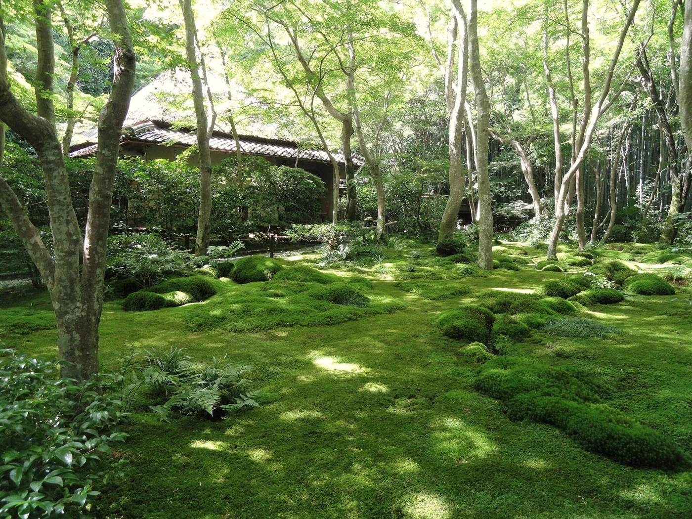 苔と木漏れ日の庭（仮の写真）