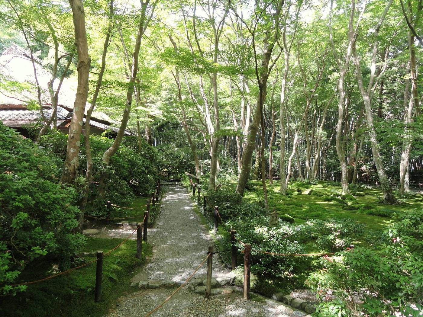 雑木の庭の小道（仮の写真）